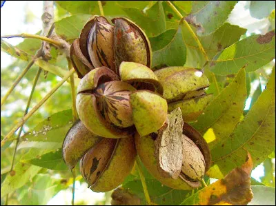 Quel est ce fruit en N, la noix du pacanier avec une amande oléagineuse ?