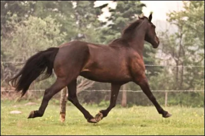 Dans la situation présente, comment va ce beau cheval ?