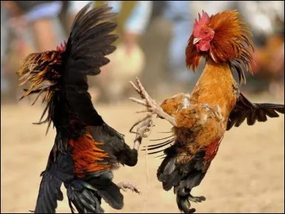 Si combattre prend deux ''t'', comment l'adjectif lui correspondant s'écrit-il ?