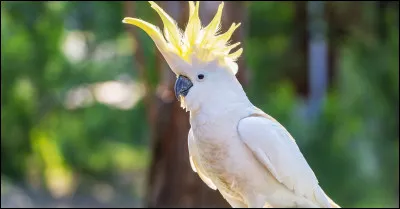 Comment appelle-t-on cet oiseau ?