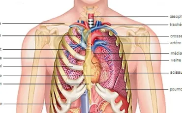 Quiz Anatomie