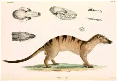 Quel animal préfères-tu ?