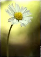 Quelle est cette fleur ?