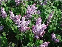 Quelle est cette fleur ?