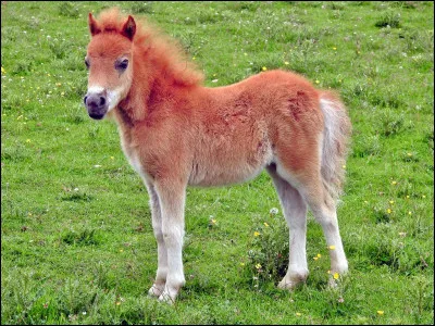 Quel physique préfères-tu pour ton cheval ?