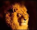 Lion. Si vous vous achtez un Lion, vous vous achetez...