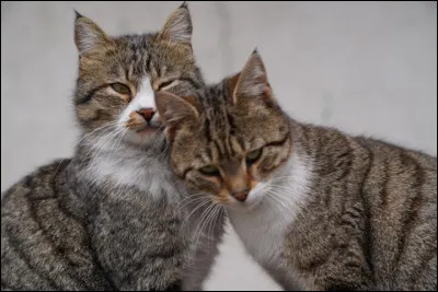 Tu lui déclares tes sentiments et il/elle t'aime ! Tu as des chatons avec lui/elle, un mâle et une femelle, comment les nommes-tu ?