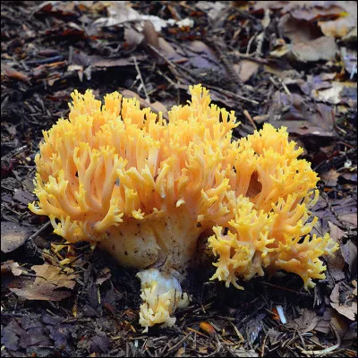 Quels sont ces champignons ?