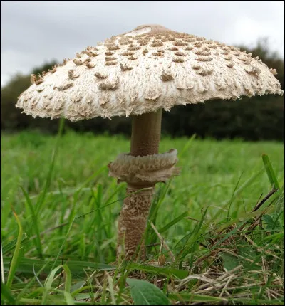 Quel est ce champignon ?