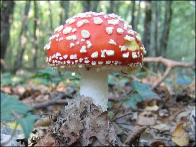 Quel est ce champignon ?