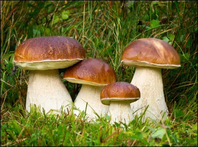 Quels sont ces champignons ?