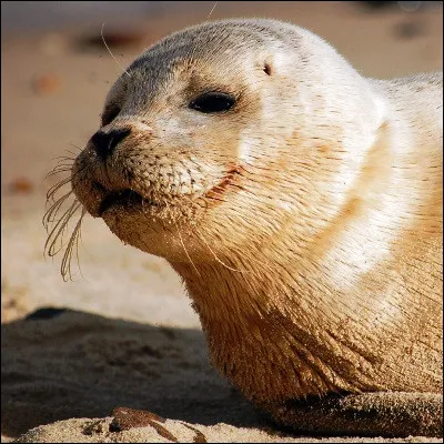Lequel de ces mammifères marins fait partie de lordre des siréniens ?