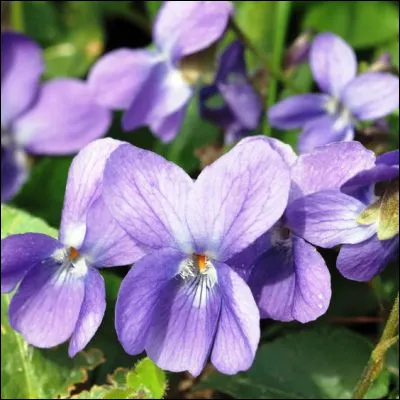 Quelle fleur se distingue de la violette, dont elle partage le genre, par la disposition de ses pétales ?