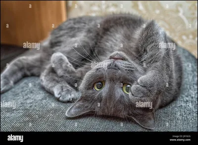 Valentin : "Tu vas pouvoir nous aider, on essaie de quitter cet endroit mais on est personnellement recherchés par la fourrière et une meute de chiens errants est à nos trousses ! Ah... j'ai failli oublier... la chatte un peu bizarre là-bas, C'est Inès !".
Que penses-tu ou que dis-tu ?