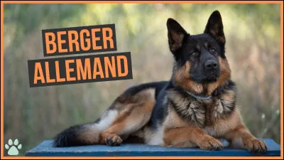 Puis, un berger allemand arrive. 
Tom : "Roucky ! Viens mon beau." 
Les deux enfants commencent à le caresser quand, soudain, il te remarque, se lève et fonce droit sur toi ! Que fais-tu ?