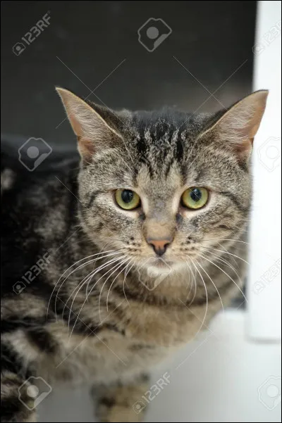 Tu commences à leur poser des questions. L'un des chats te dit "on est une petite équipe. Une sorte de fratrie. On prend soin les uns des autres. Je m'appelle Valentin.". 
Valentin est un chat roux aux yeux verts. 
"Le petit chat écaille de tortue là-bas. C'est Kenzo !"
Kenzo est un chat écaille de tortue aux yeux kaki...
Que dis-tu ?