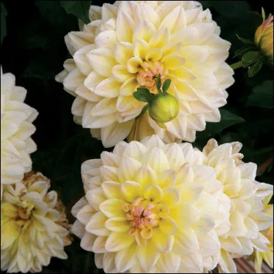 Quel mot te correspond ?