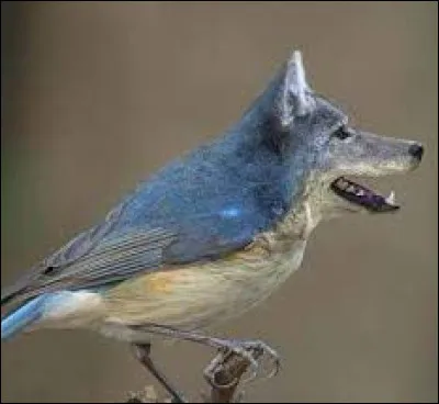 Cet animal existe-t-il ?