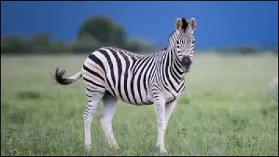 Cet animal existe-t-il ?