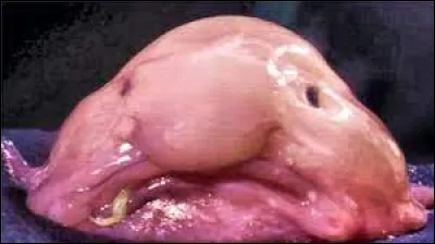 Cet animal existe-t-il ?