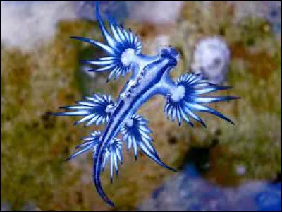 Cet animal existe-t-il ?