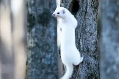 Cet animal existe-t-il ?