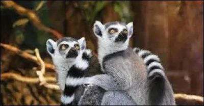 Cet animal existe-t-il ?