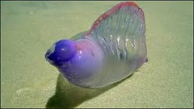 Cet animal existe-t-il ?