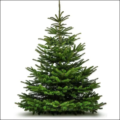 Tu as un sapin...