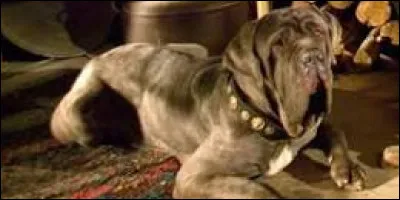 Comment ses chiens s'appelent-ils ?