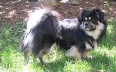 Et celui-ci est un...