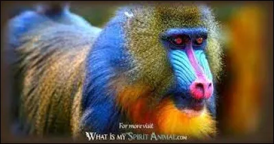 Quel grand singe d'Afrique arbore un étonnant masque coloré, bleu et rouge, caractéristique de son espèce ?