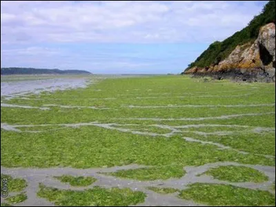 Quel organisme vivant est à l'origine de ces marées ?
