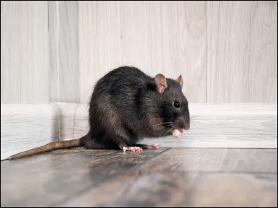 Qui a mangé du rat dans l'épisode de la licorne ?(S1-EP11)