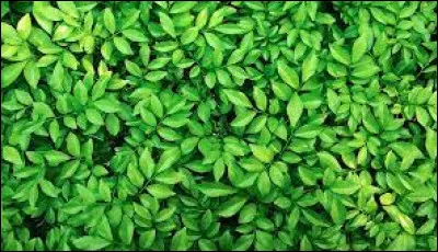 Quelle est cette couleur ?