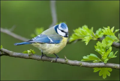 Quel oiseau préfères-tu ?
