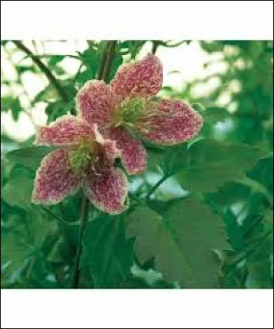 Quelle est cette magnifique fleur violacée ?