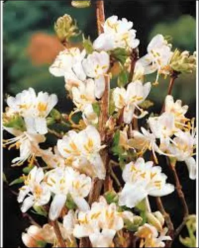 Quel est cet arbuste abritant cette petite fleur blanchâtre ?