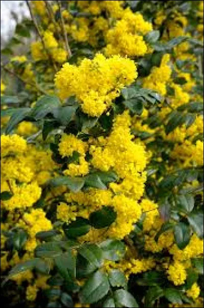 Quel est cet arbuste avec de petites fleurs jaunes ?