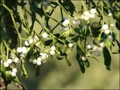 Quelle est cette espèce de plantes parasites, qui ne possède pas de racines mais se fixe sur un arbre hôte dont elle absorbe la sève à travers un ou des suçoirs ?