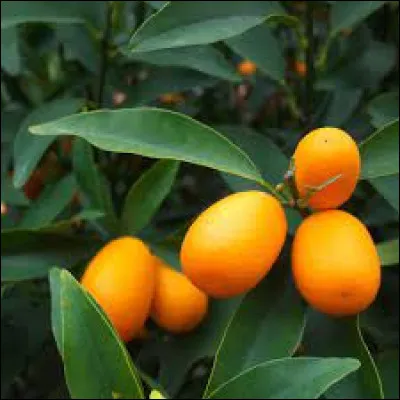 Lequel de ces fruits n'est pas un agrume ?