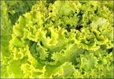 Quel est le nom de cette variété de laitue ?