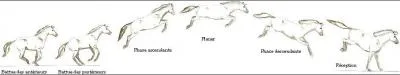 Quelles sont les phases o le cheval vite l'obstacle ?