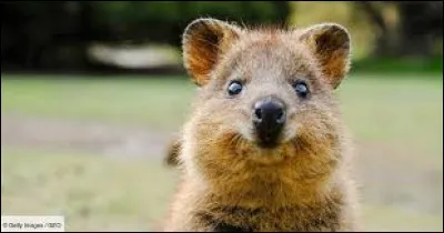 Quel est ton animal favori parmi ces propositions ?