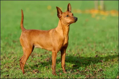 De quelle race est ce chien de couleur fauve ?