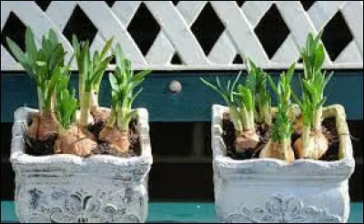 Laquelle de ces fleurs ne pousse pas à partir d'un bulbe ?