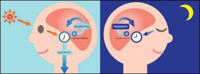 Laquelle de ces hormones est également appelée l'hormone du sommeil ?