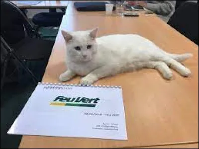 Complétez ce célèbre slogan : "Feu Vert - La Patte de...