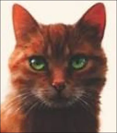 Quel chat choisis-tu ?