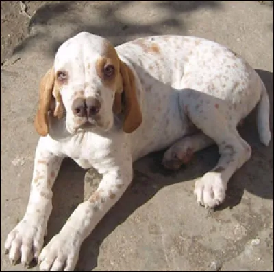 Quelle est cette race ?